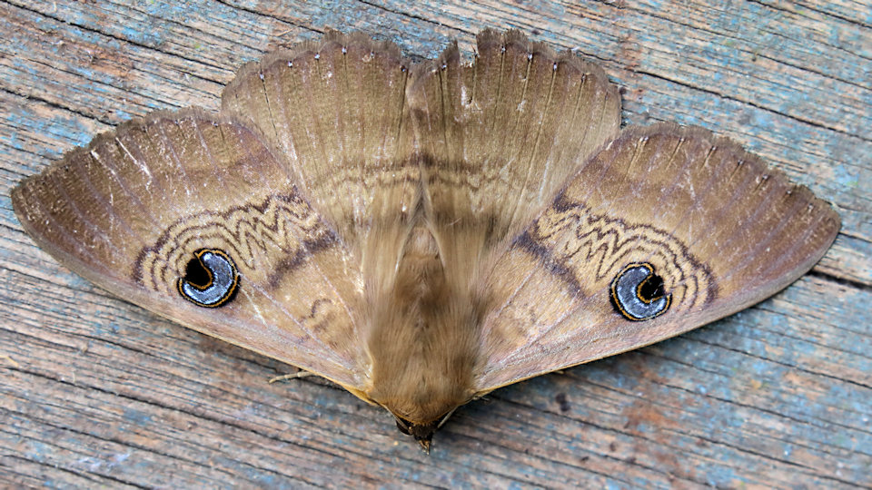 Southern Old Lady Moth (Dasypodia selenophora)